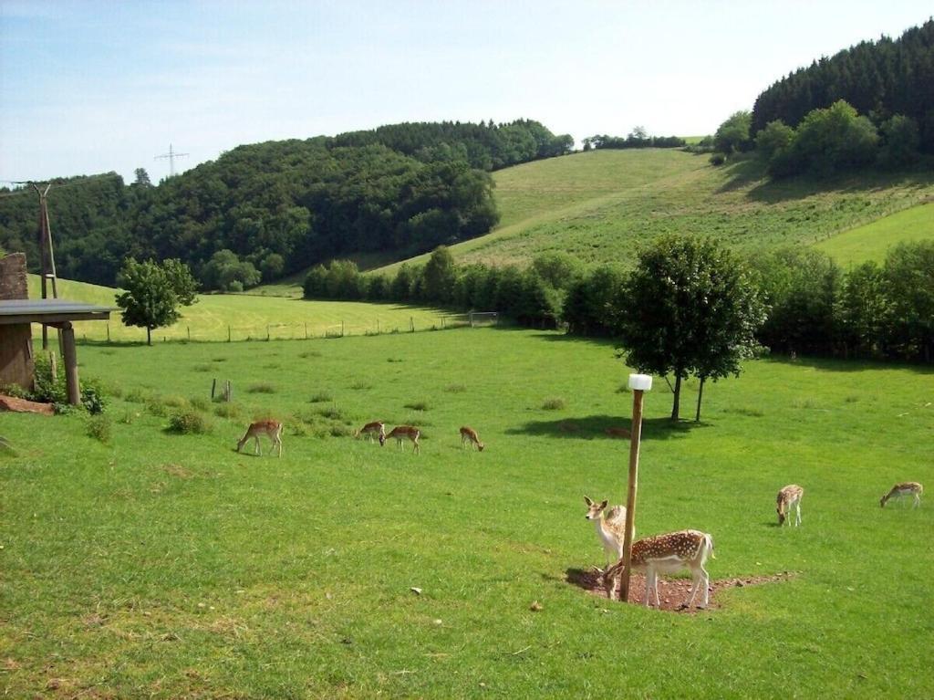 Hof Goerrespesch-Ferien Im Herzen Der Schneifel Schlausenbach Exterior foto